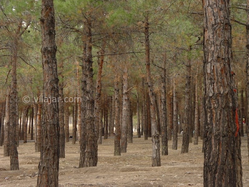 عکس شماره 4 - پارک جنگلی چیتگر