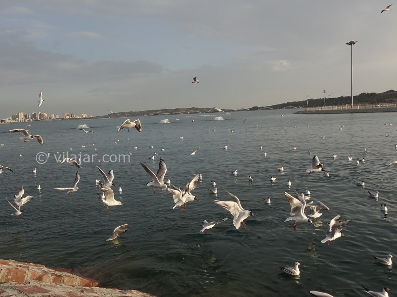 عکس شماره 5 - پارک جنگلی چیتگر