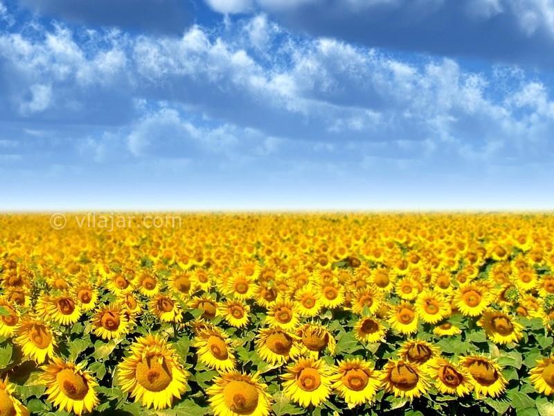 عکس شماره 6 - دشت شقایق و آفتابگردان کالپوش