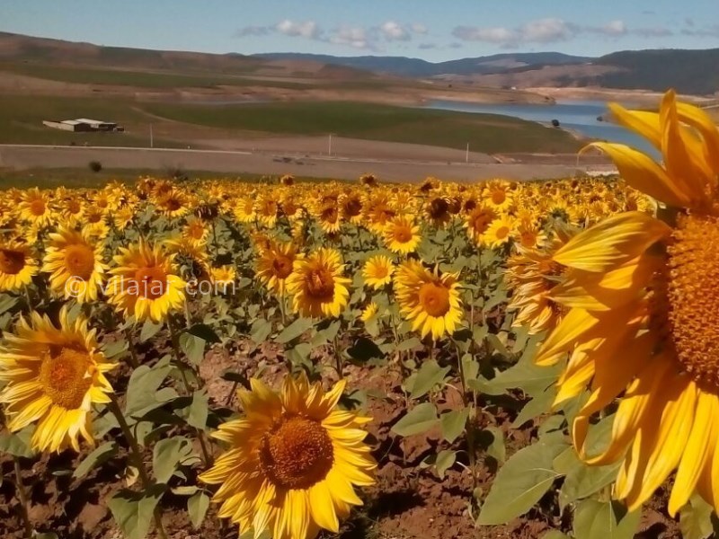 عکس شماره 7 - دشت شقایق و آفتابگردان کالپوش