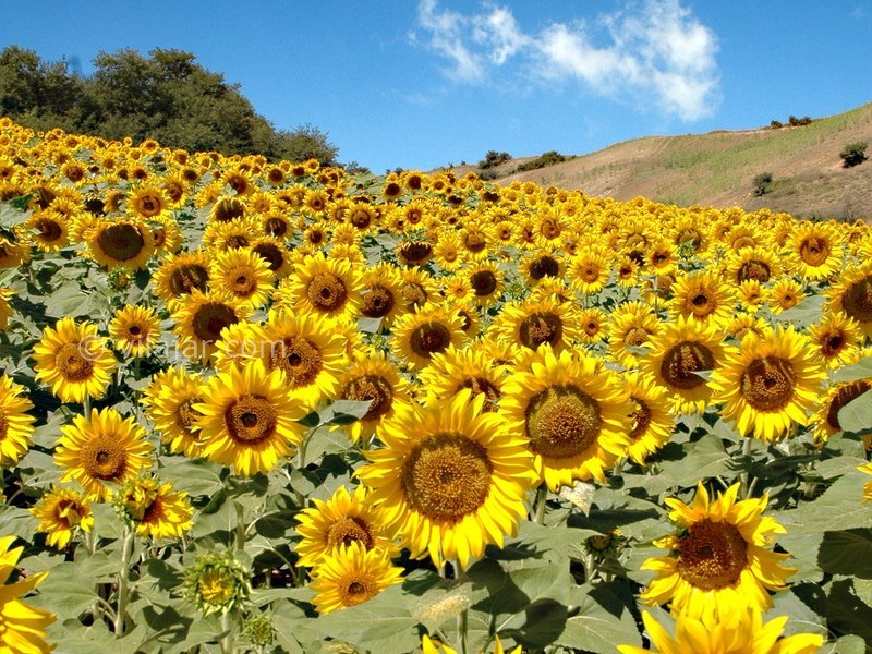 عکس شماره 8 - دشت شقایق و آفتابگردان کالپوش