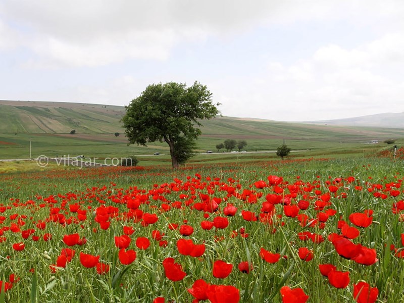 عکس شماره 9 - دشت شقایق و آفتابگردان کالپوش
