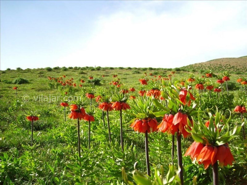 عکس اصلی شماره 2 - روستای دره بید خوانسار