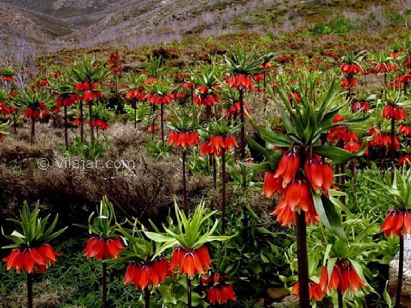 عکس شماره 6 - روستای دره بید خوانسار