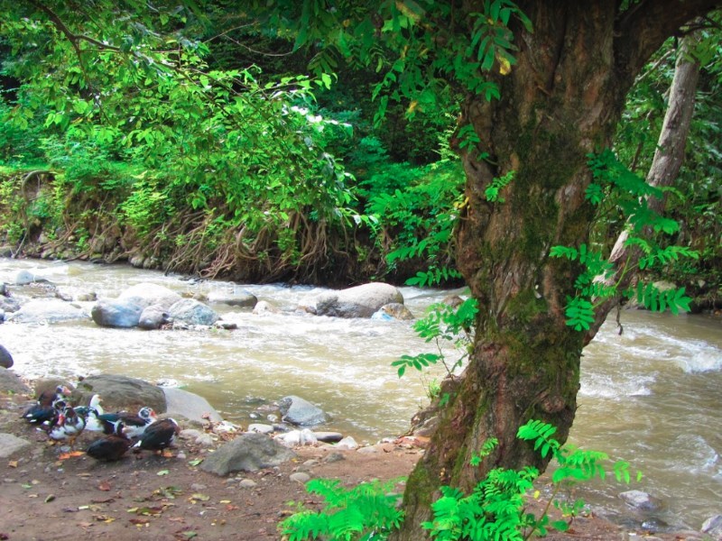 عکس شماره 36 - روستای جنگلی کیشون بن تالش