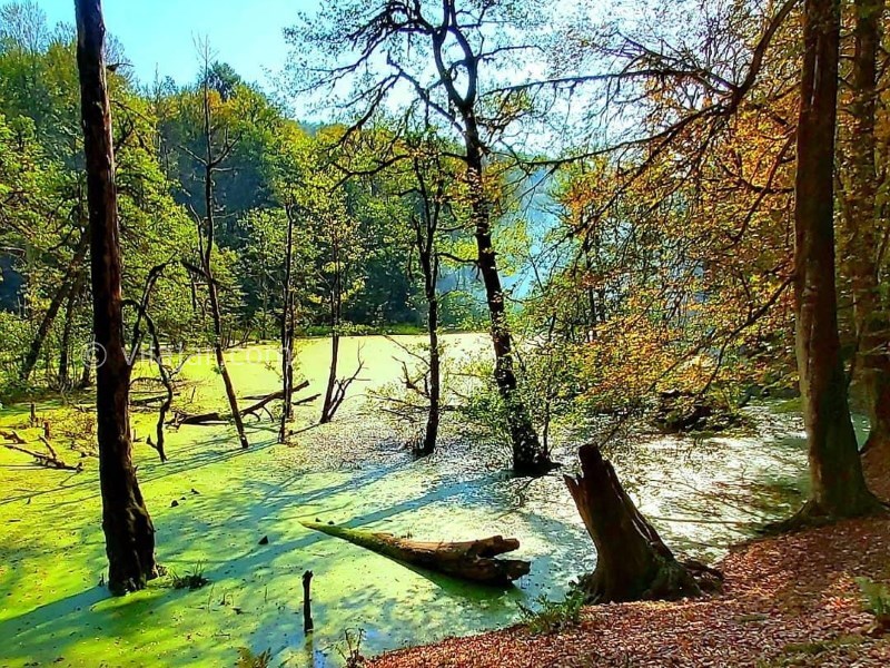 عکس شماره 7 - مرداب دیوک کلاردشت