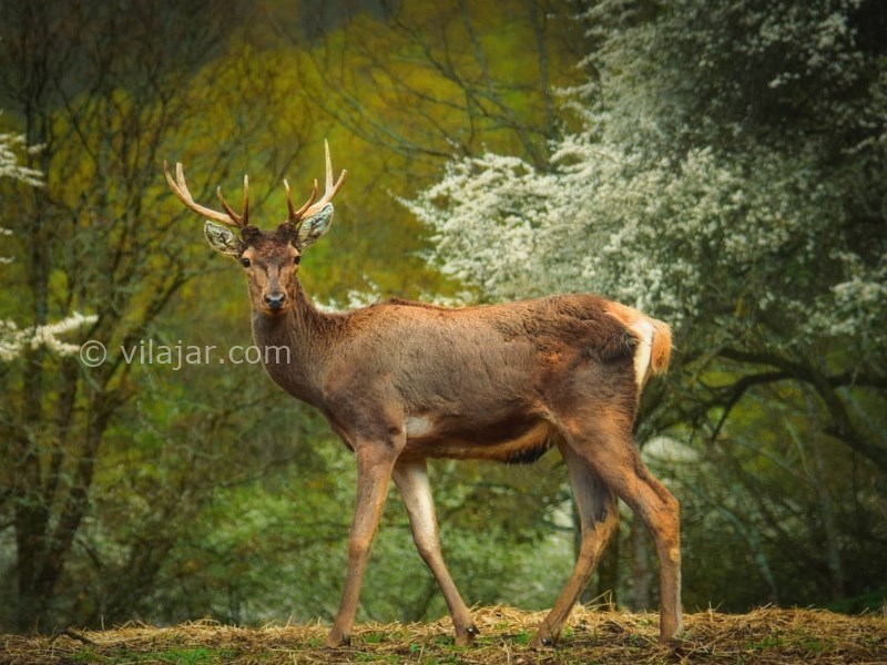 عکس شماره 8 - روستای گردشگری آینالو