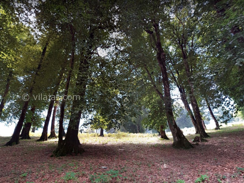 عکس شماره 19 - رستم آباد گیلان