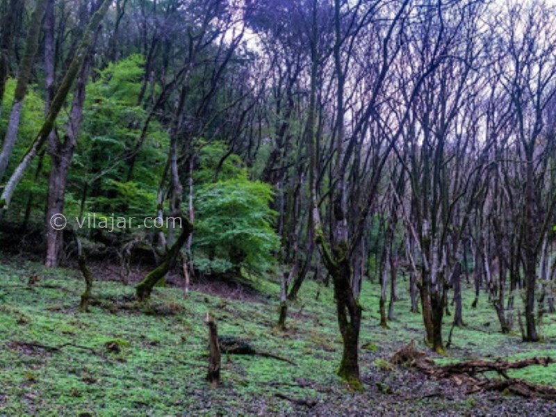 عکس شماره 25 - رستم آباد گیلان