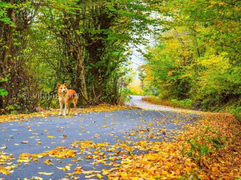 عکس شماره 27 - رستم آباد گیلان