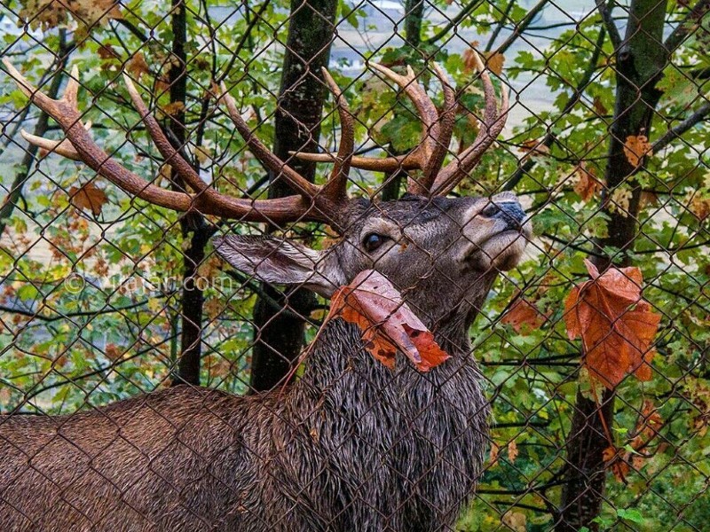 عکس شماره 19 - پارک جنگلی سیاهداران تالش