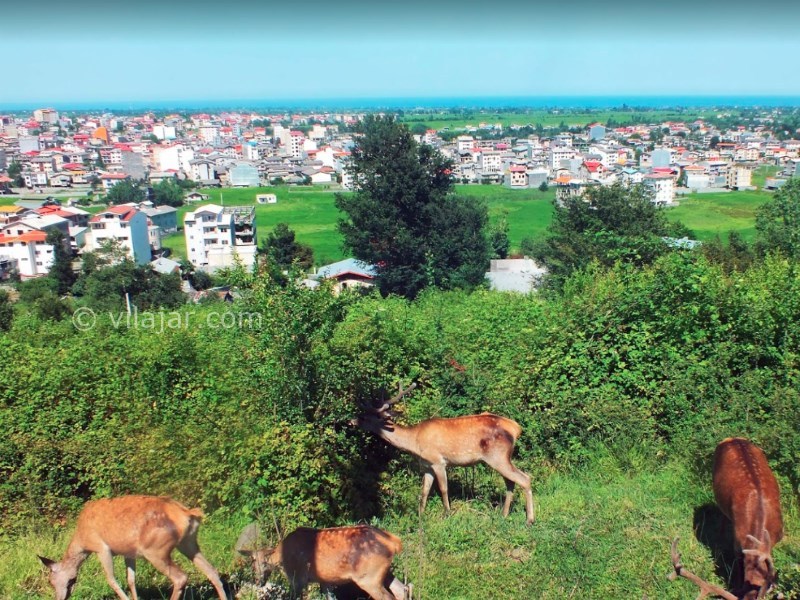 عکس شماره 23 - پارک جنگلی سیاهداران تالش