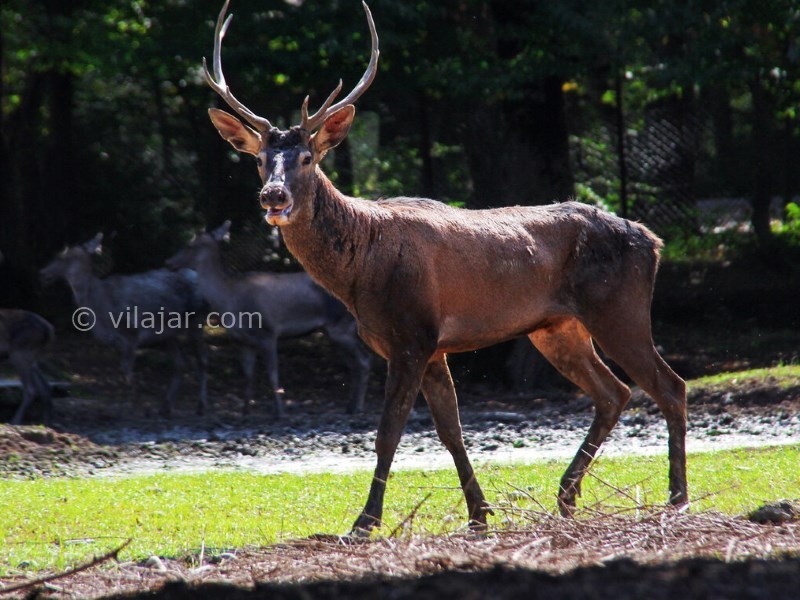 عکس شماره 24 - پارک جنگلی سیاهداران تالش