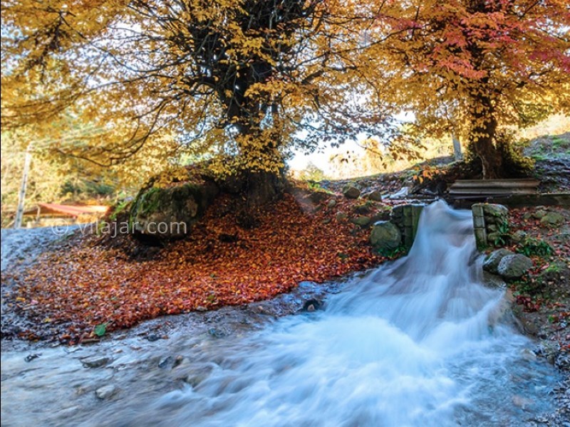 عکس شماره 7 - جنگل سنگده (جنگل فریم)