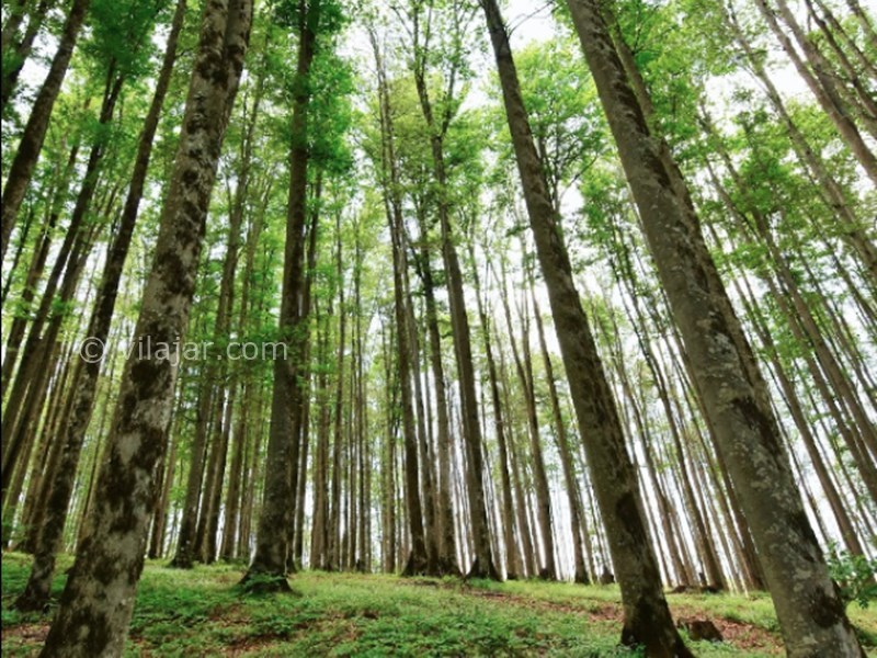 عکس شماره 8 - جنگل سنگده (جنگل فریم)