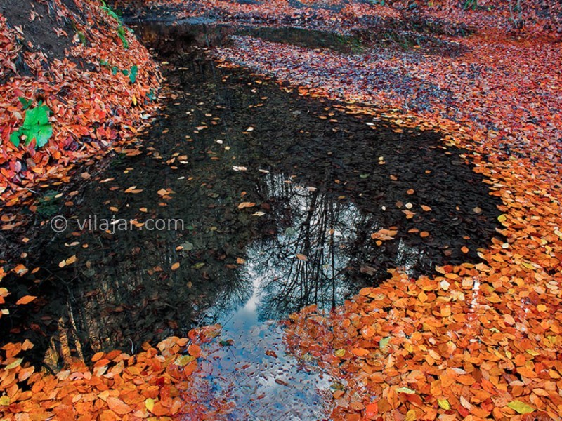 عکس شماره 9 - جنگل سنگده (جنگل فریم)