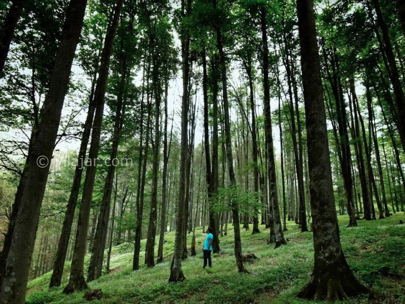 عکس شماره 12 - جنگل سنگده (جنگل فریم)