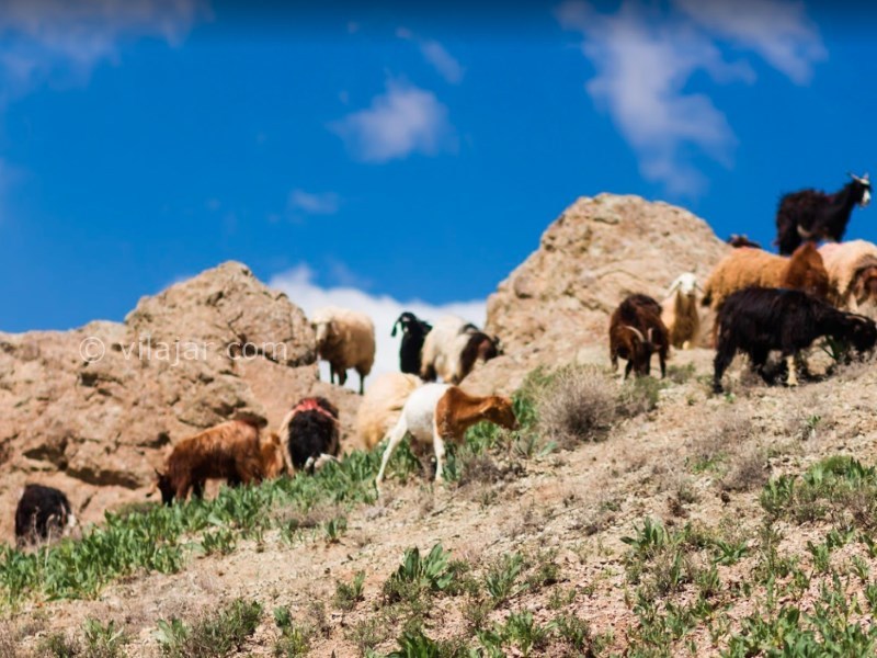 عکس اصلی شماره 11 - روستای نامق کاشمر