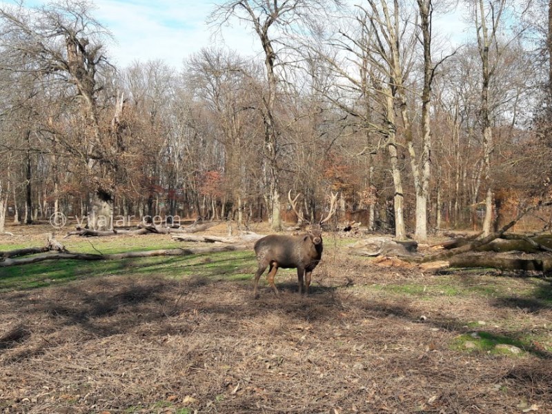 عکس شماره 26 - پارک جنگلی قرق گرگان