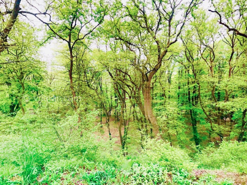 عکس شماره 28 - پارک جنگلی قرق گرگان