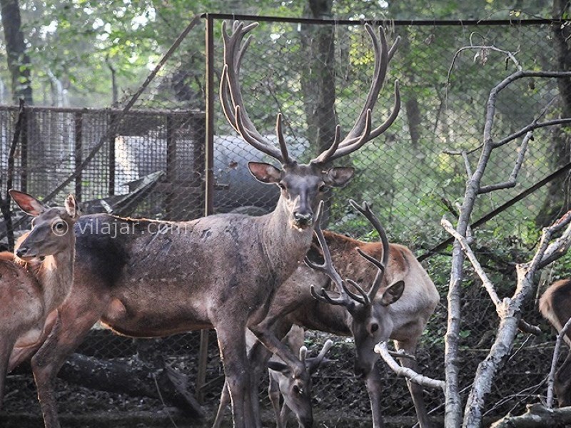 عکس شماره 32 - پارک جنگلی قرق گرگان