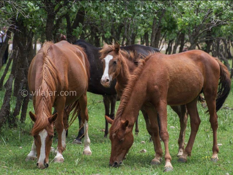 عکس شماره 12 - تالاب ازگن دورود