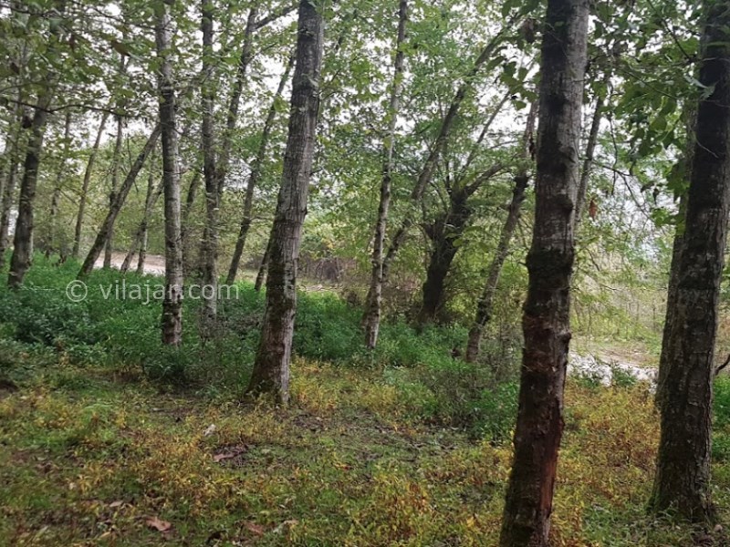 عکس شماره 8 - جنگل و دریاچه لفور