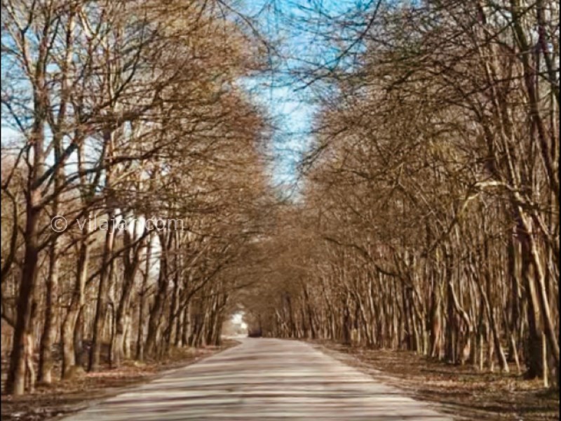 عکس شماره 3 - جنگل بونده در محمود آباد