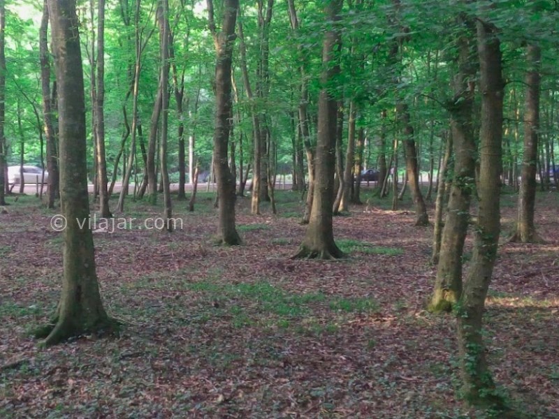 عکس شماره 4 - جنگل بونده در محمود آباد