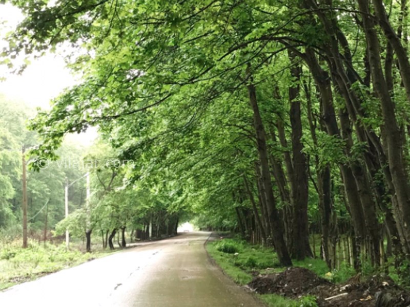 عکس شماره 5 - جنگل بونده در محمود آباد