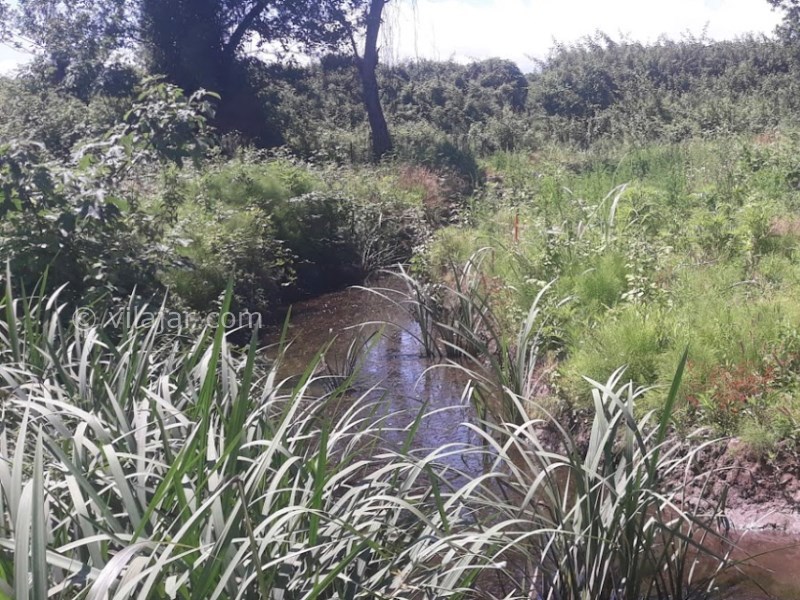 عکس شماره 6 - جنگل بونده در محمود آباد