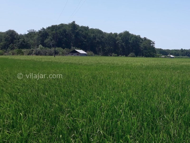 عکس شماره 7 - جنگل بونده در محمود آباد