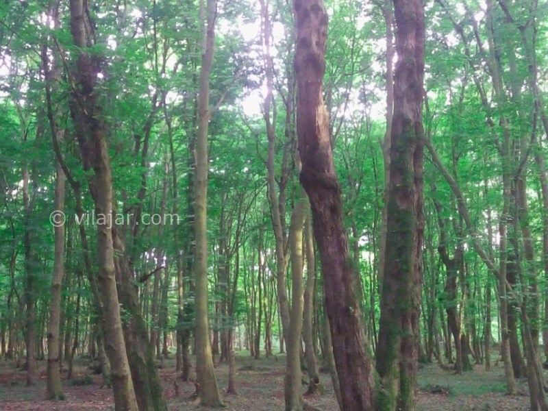 عکس اصلی شماره 8 - جنگل بونده در محمود آباد
