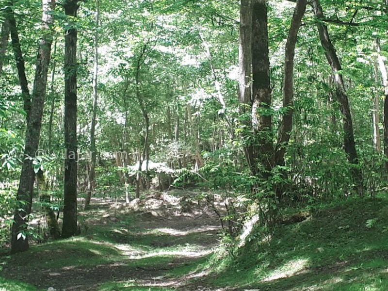 عکس شماره 11 - منطقه هزار جریب کجاست؟