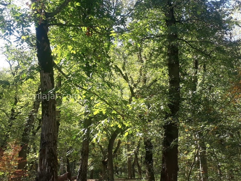 عکس شماره 9 - جنگل ناهار خوران گرگان