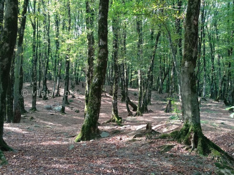 عکس شماره 10 - جنگل ناهار خوران گرگان