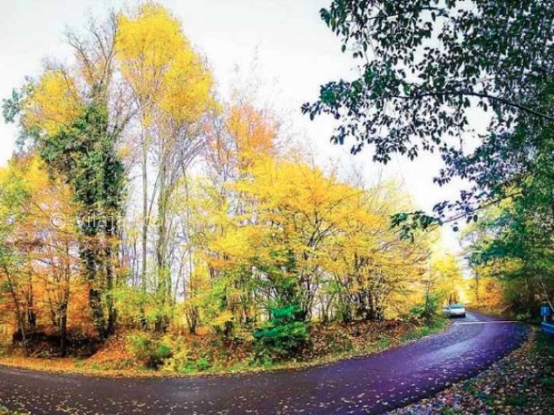 عکس شماره 11 - جنگل ناهار خوران گرگان