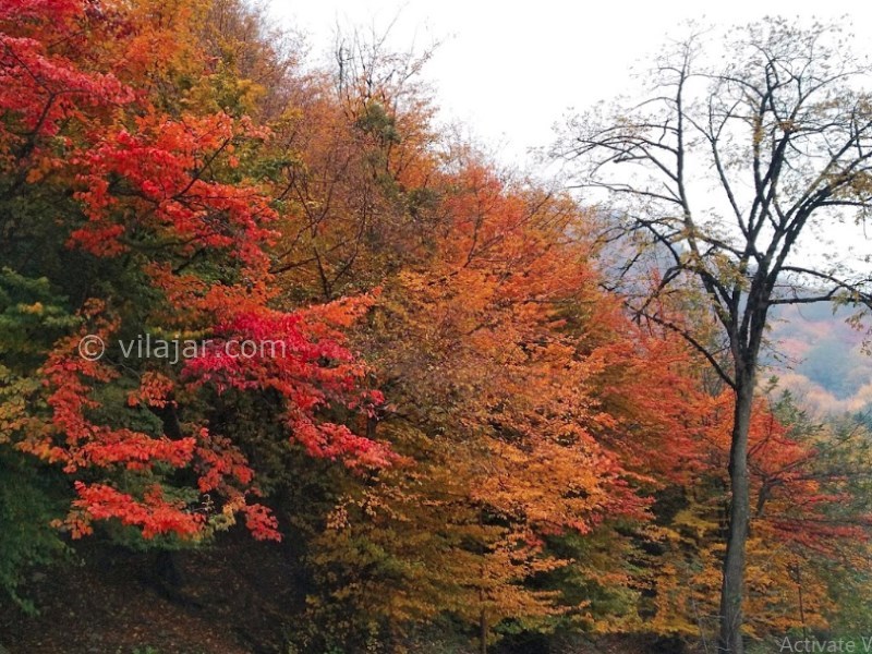 عکس شماره 12 - جنگل ناهار خوران گرگان