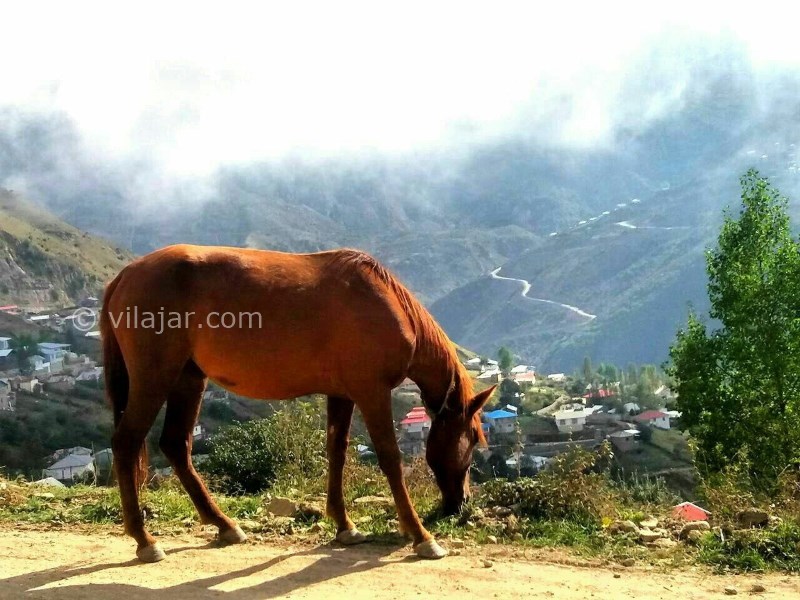 عکس شماره 7 - ییلاق لهه در بابل