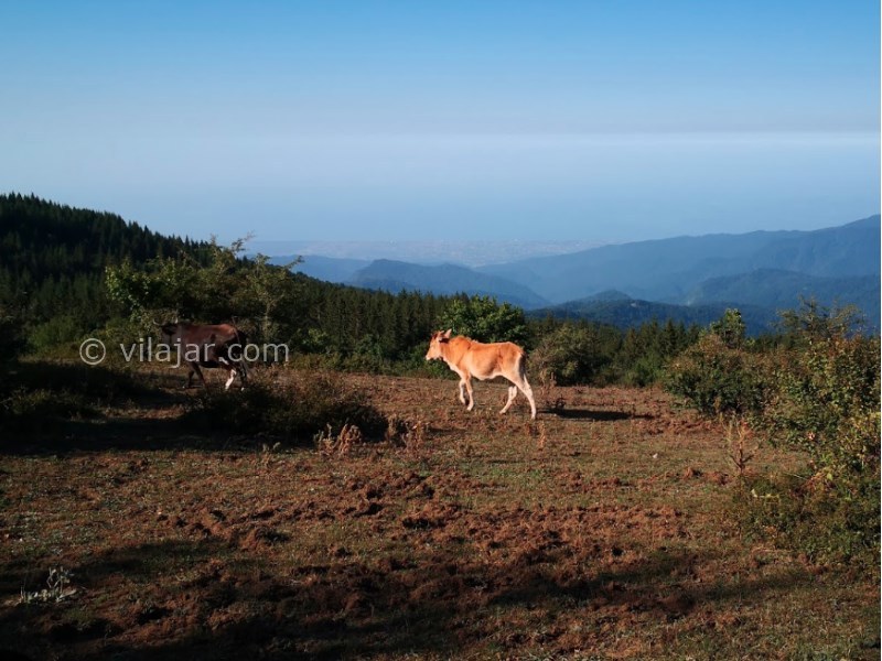 عکس شماره 7 - دهکده مازیچال در کلاردشت