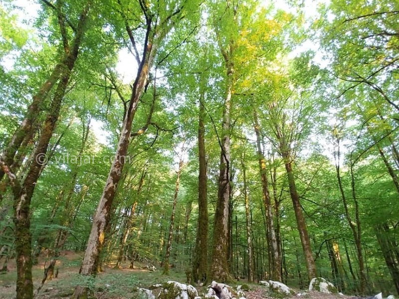 عکس شماره 9 - پارک جنگلی خانیکان