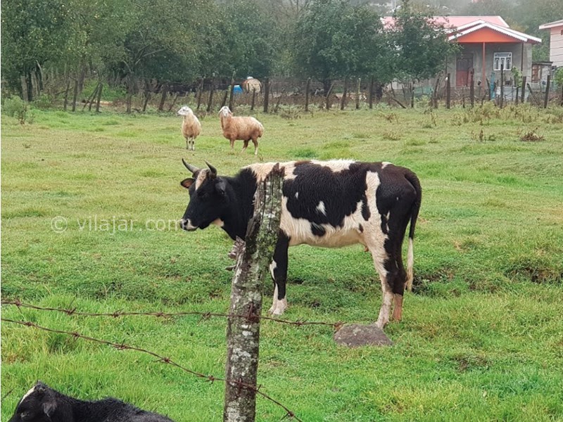 عکس شماره 5 - ییلاق مریان تالش