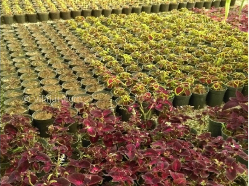 عکس شماره 3 - دهکده گل محلات