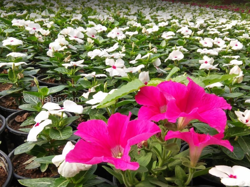 عکس شماره 4 - دهکده گل محلات