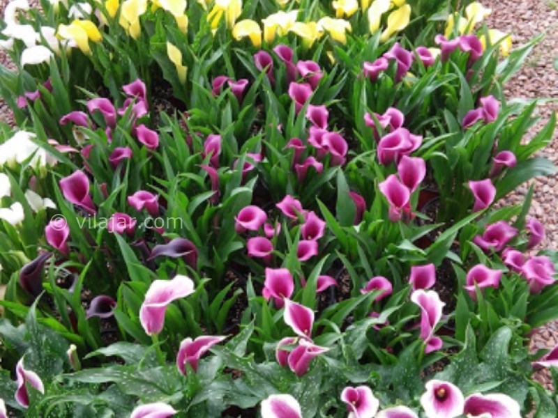 عکس شماره 6 - دهکده گل محلات