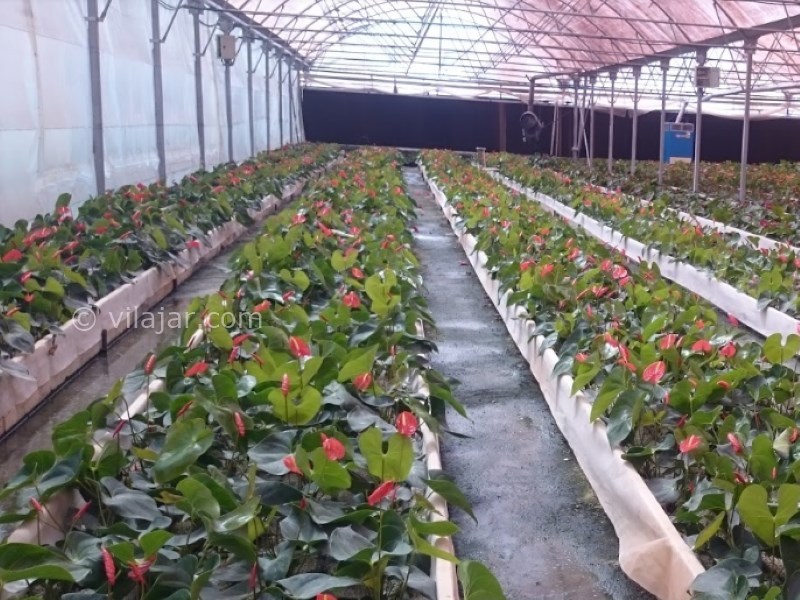 عکس شماره 7 - دهکده گل محلات