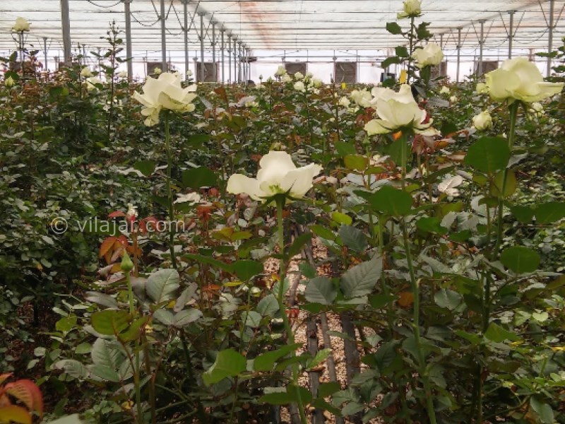 عکس شماره 11 - دهکده گل محلات