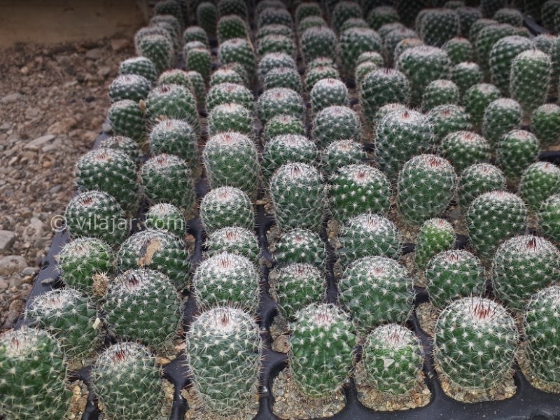 عکس شماره 16 - دهکده گل محلات