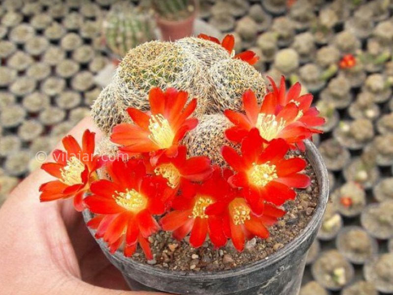 عکس شماره 19 - دهکده گل محلات