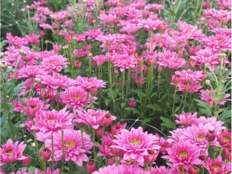 عکس شماره 20 - دهکده گل محلات